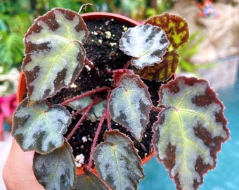 RARE Begonia Wiformis Variegated Live House Plant Potted 4