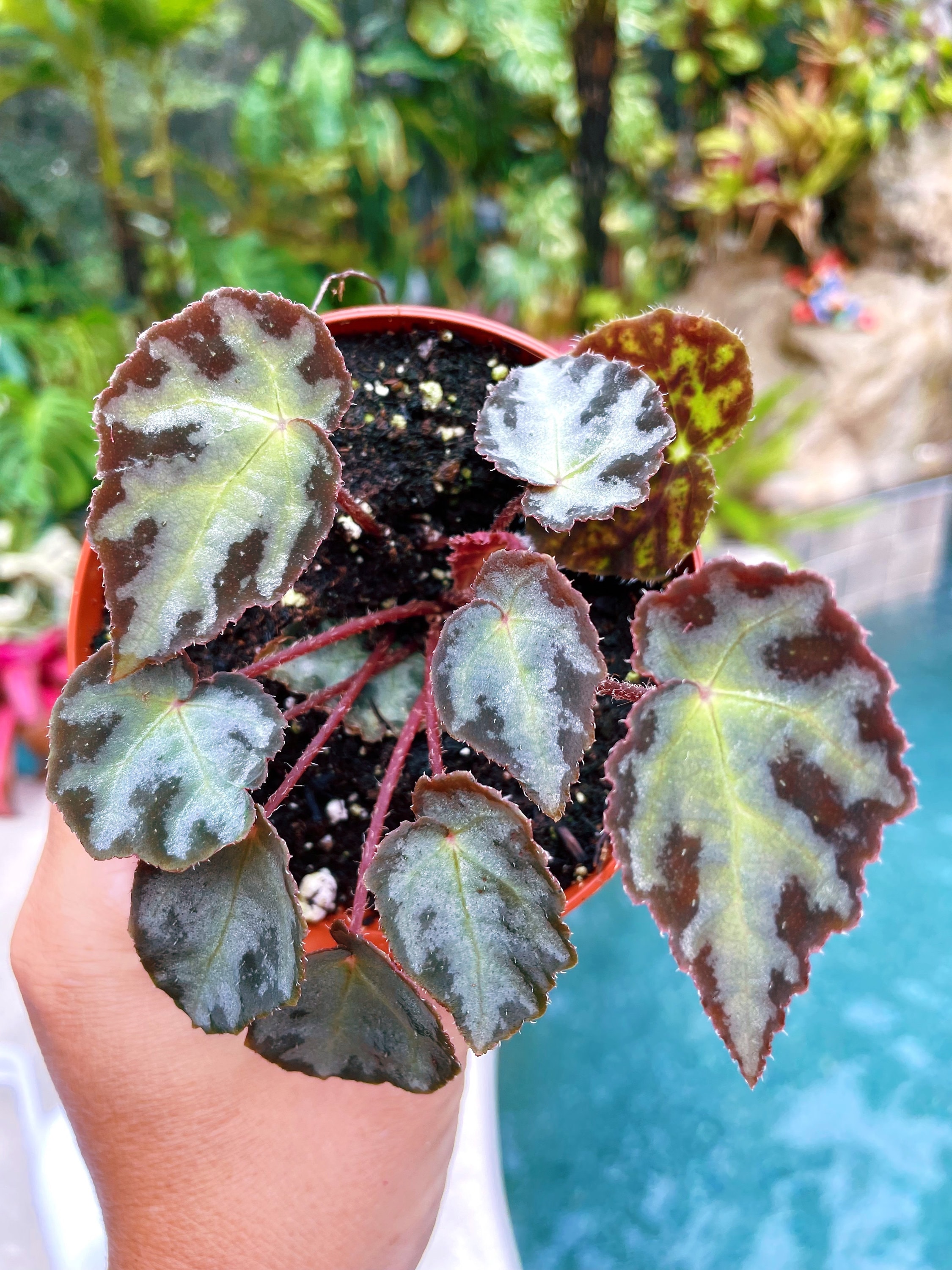 Begonia Rouge Variegated - Etsy