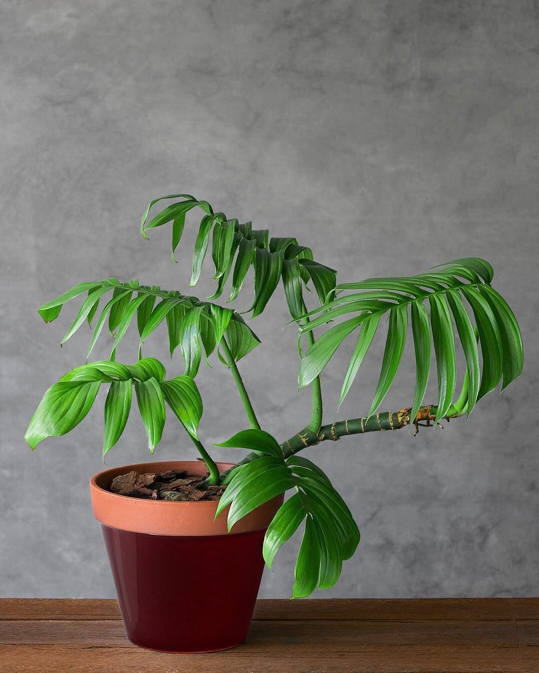 rhaphidophora decursiva moss pole