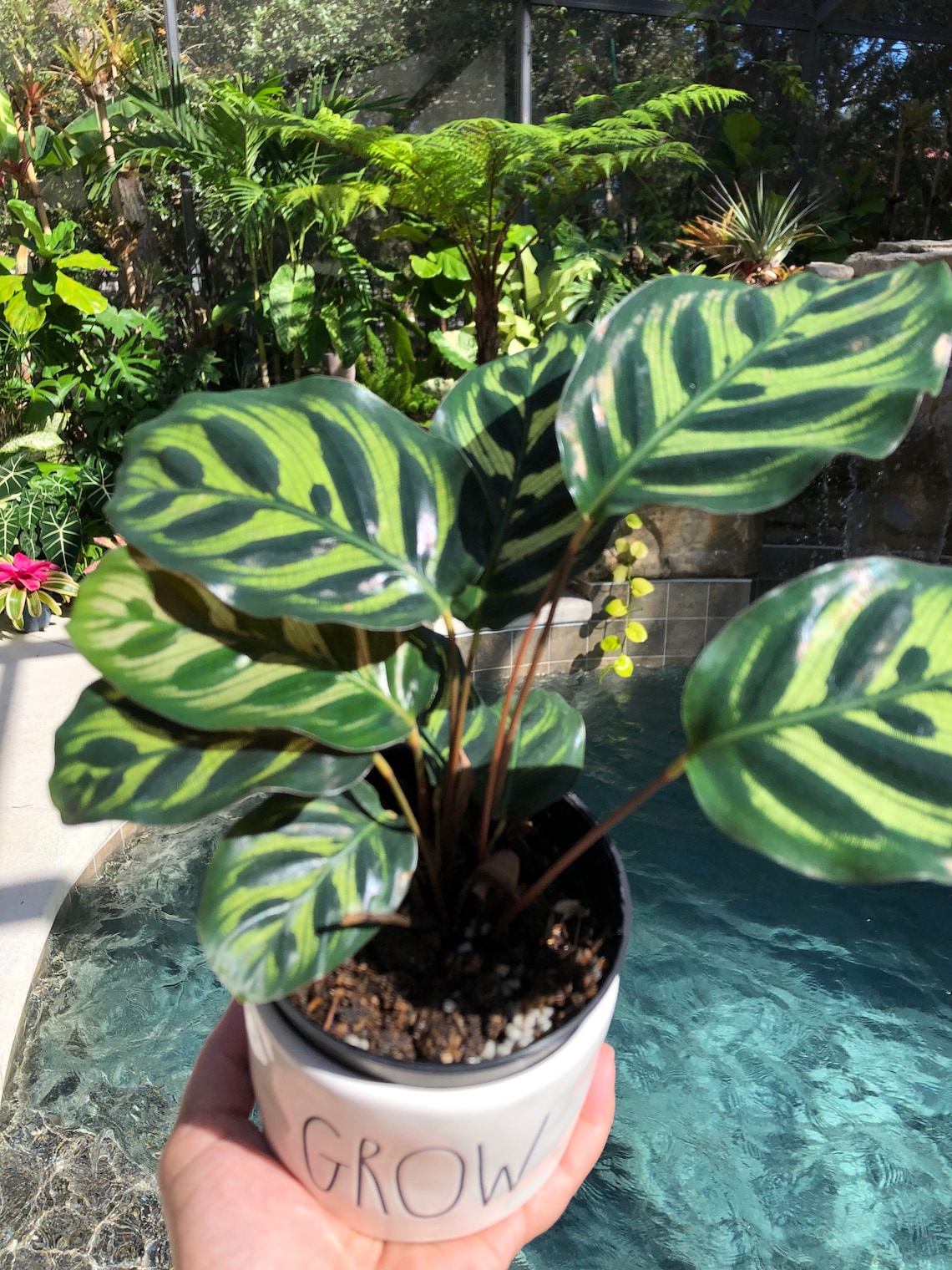Calathea Makoyana Variegated Striped House Plant 4 Potted Etsy
