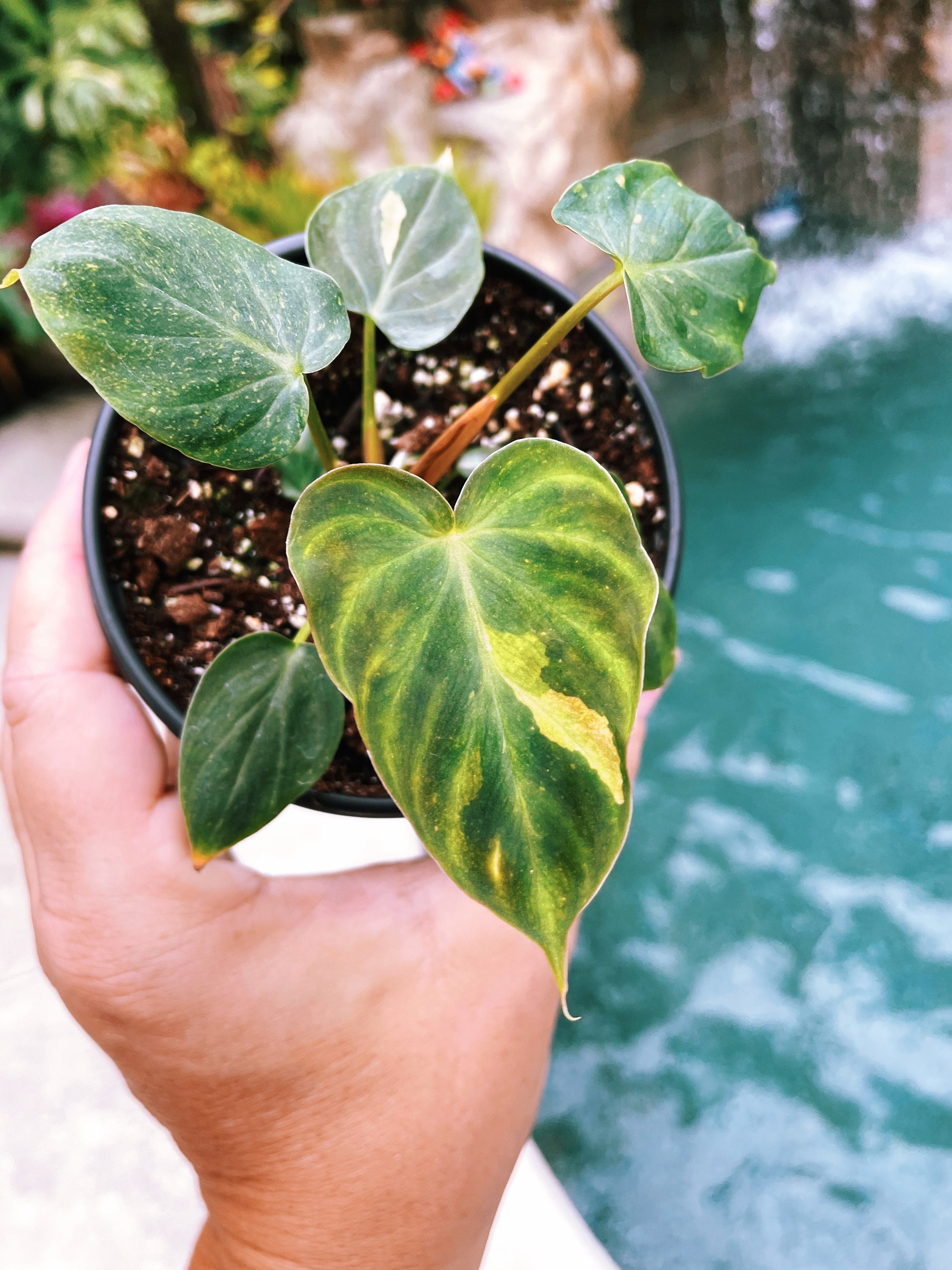 Rare Variegated Philodendron Verrucosum Sport Climbing Aroid Vine