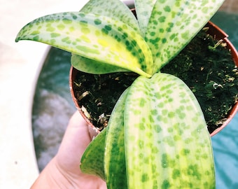 Variegated Leopard Lily Silver Squill Scilla Passiflora Orchid succulent Live 4” Pot unique House Plant gift