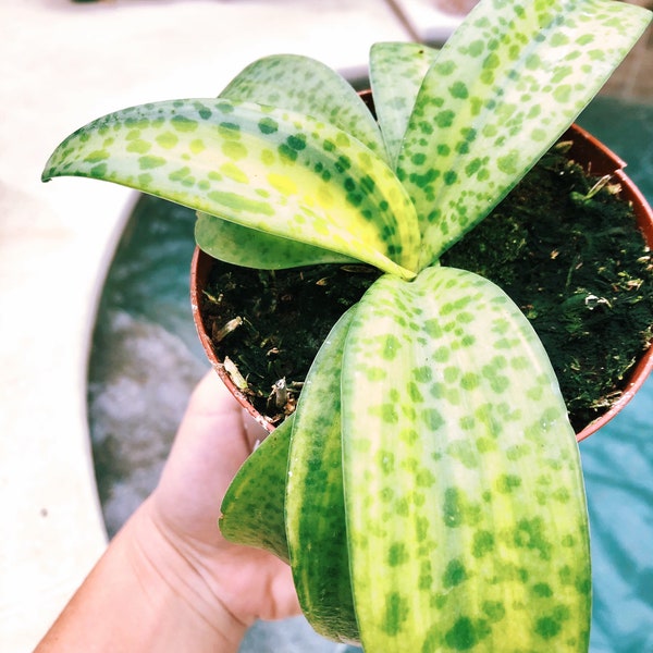 Variegated Leopard Lily Silver Squill Scilla Passiflora Orchid succulent Live 4” Pot unique House Plant gift