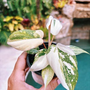Actual Plant - Philodendron Gloriosum Variegated Aroid 4 Pot Potted House  Plant 27a - Etsy