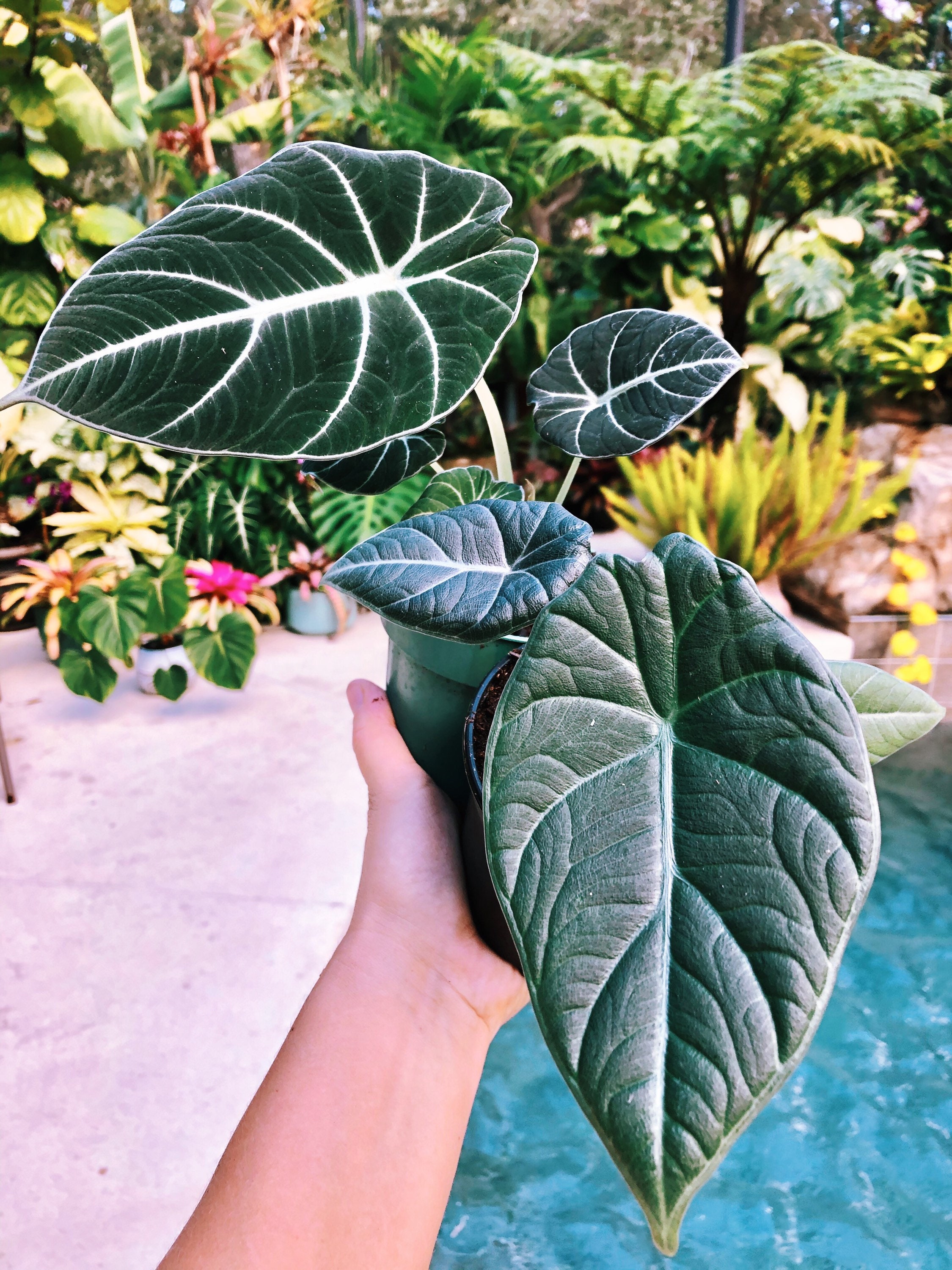 2 Plant Bundle Alocasia Maharani Reginula Black Velvet Jewel Etsy Singapore