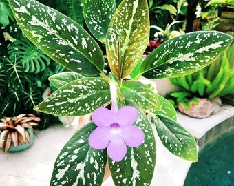 Ultra RARE collectors Michaelmoelleria Vietnamensis Gesneriad species Vietnam Violet 4” purple flower Potted plant gift