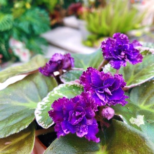 May include: Close-up of a potted African violet plant with vibrant purple flowers. The flowers have ruffled edges and a deep color. The leaves are a dark green with a lighter green and white edge. The background is blurred with other plants.