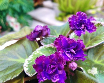 Live house plant variegated bloom African Violet ‘Lyon’s Private Dancer’ garden 4” flower Potted gift
