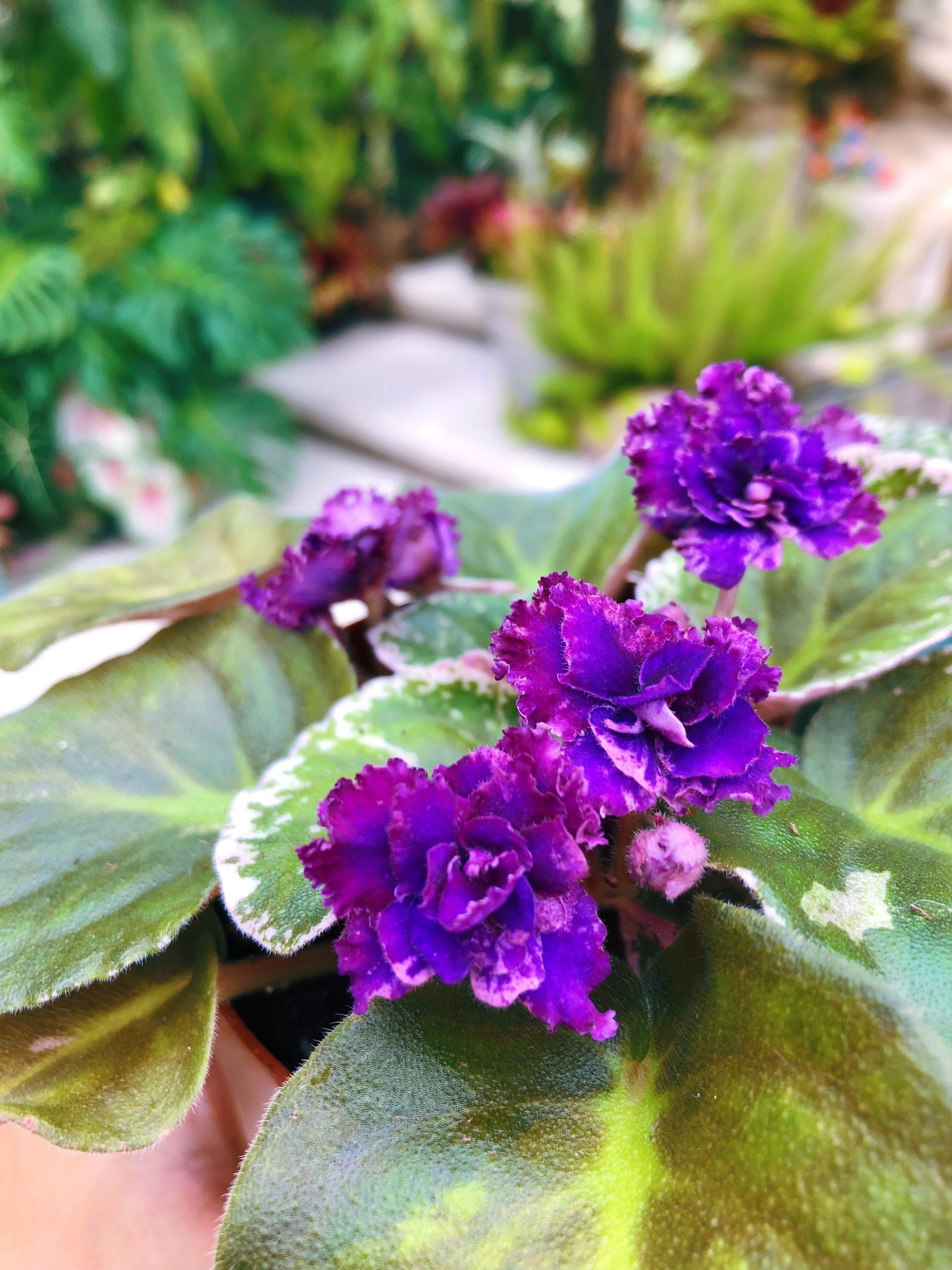 Live House Plant Variegated Bloom African Violet 'lyon's Private