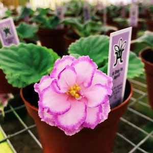 Live house plant variegated ruffle frilled bloom African Violet ‘A Day in April’ garden 4” flower Potted gift
