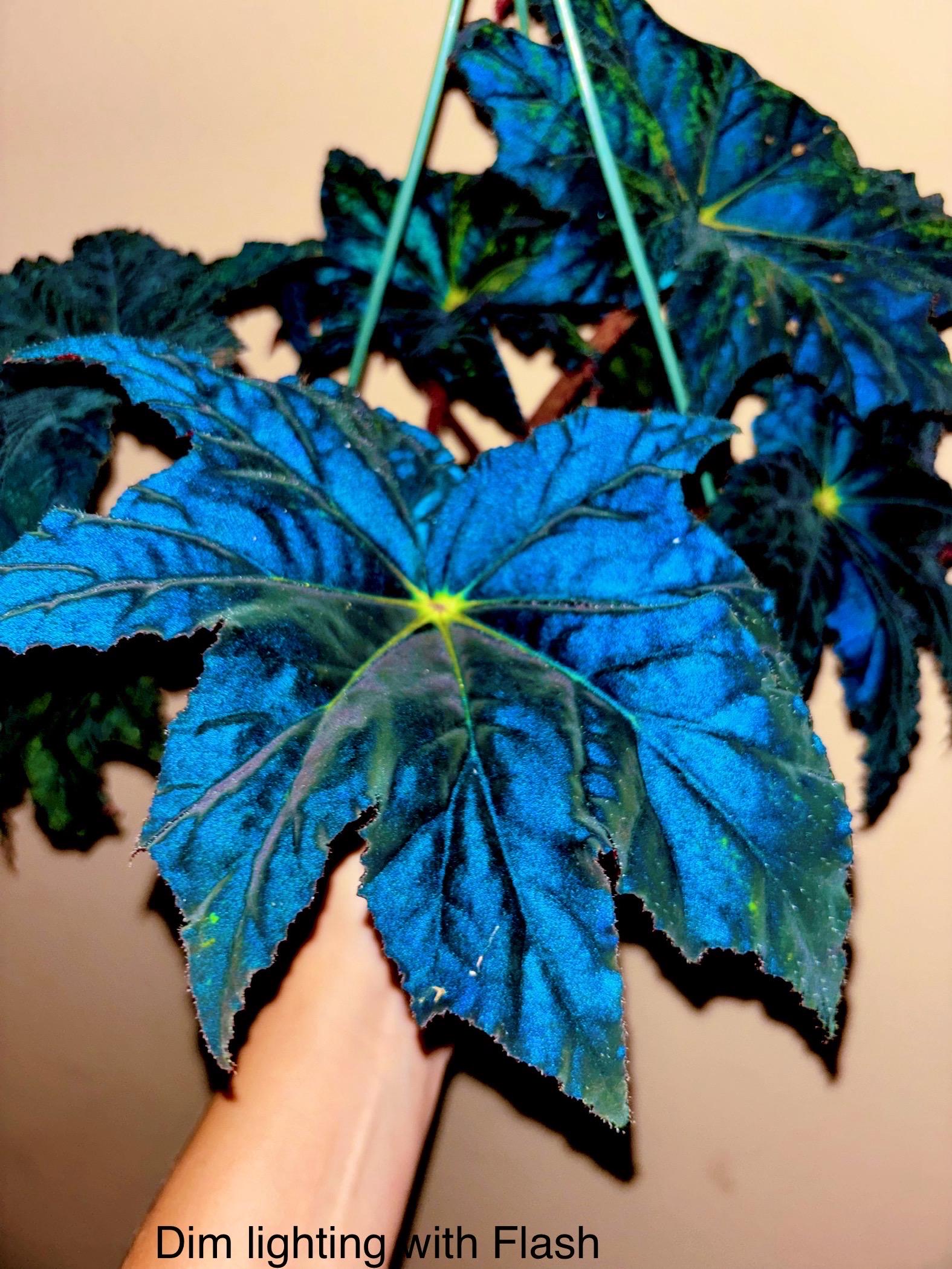 RARE Rex Begonia U578 Blue Iridescent Shimmer Live House Starter