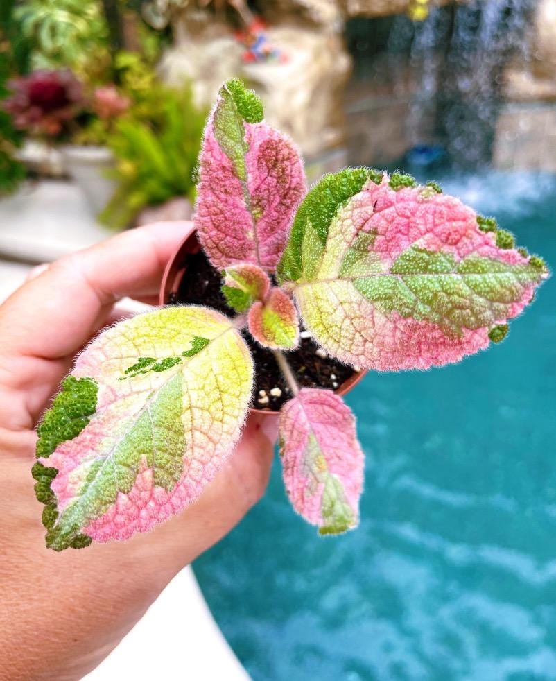 Episcia 'picasso' Variegated Pink African Flame Violet Flowering