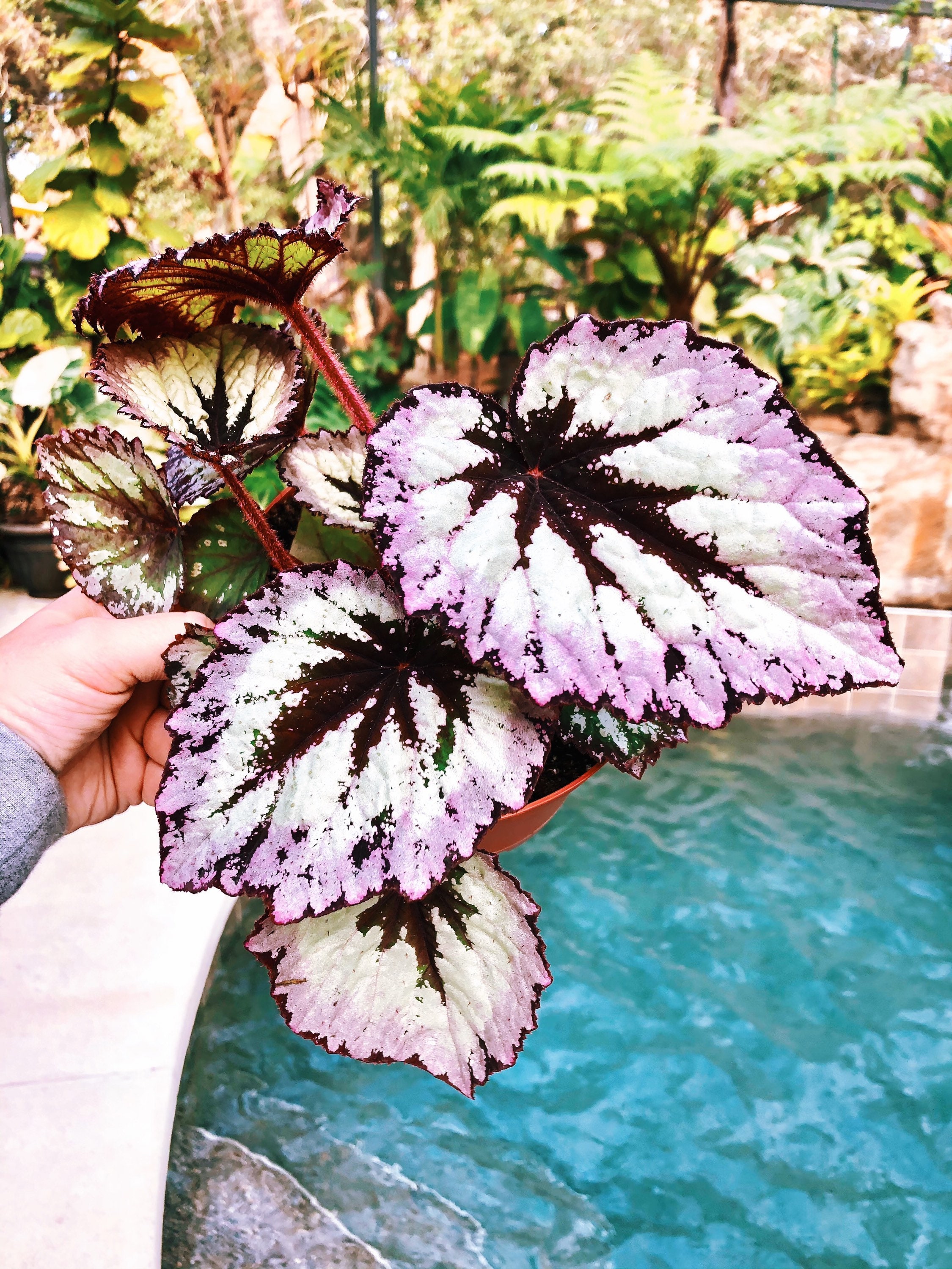 ~FIRE WOMAN~ Harmony's Rex Begonia Gorgeous HOUSEPLANT LIVE Small Potted PLANT ~FIRE WOMAN~ Harmony's Rex Begonia Gorgeous HOUSEPLANT LIVE Small Potted PLANT