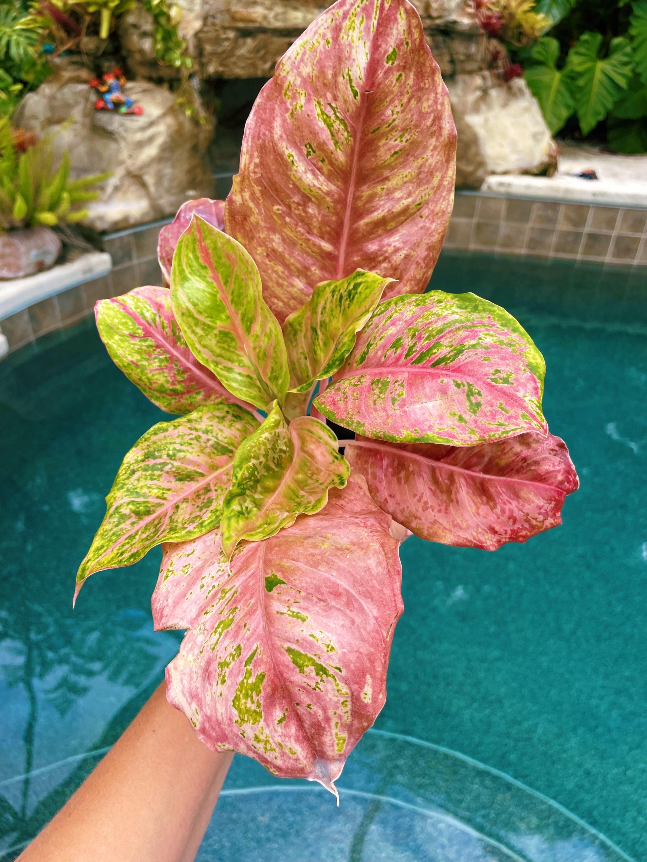 Actual Plant - Rare Variegated Aglaonema 'prakaiphet' Live House