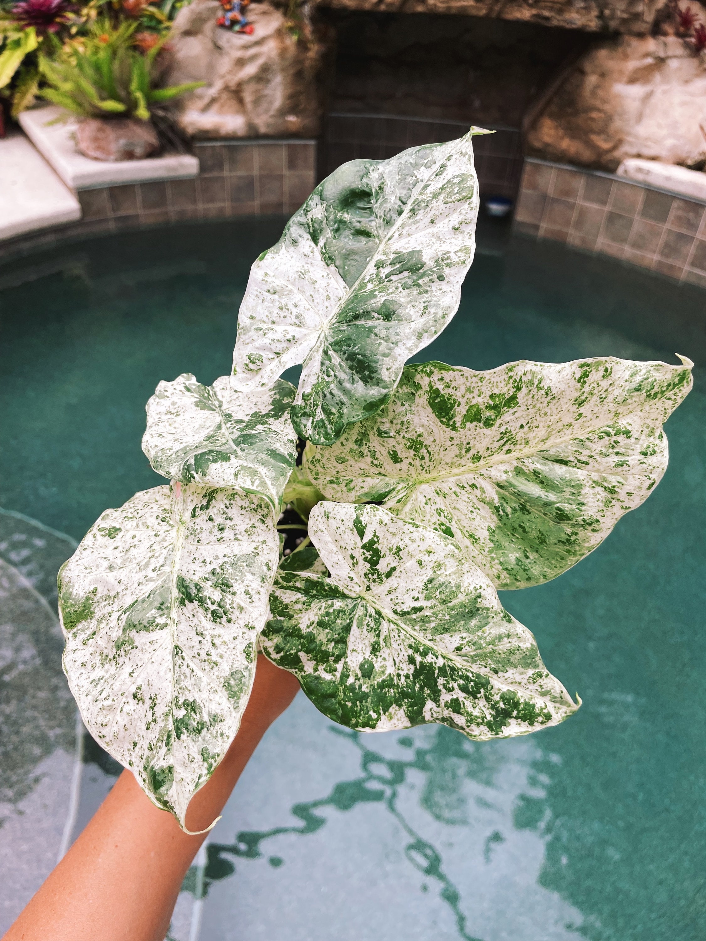 Unique Alocasia Odora Batik Blizzard White Variegated Jewel