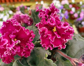 Live house plant bloom Fuchsia African Violet Harmony’s ‘VAT Dark Wine’ garden 4” pot flower Potted gift
