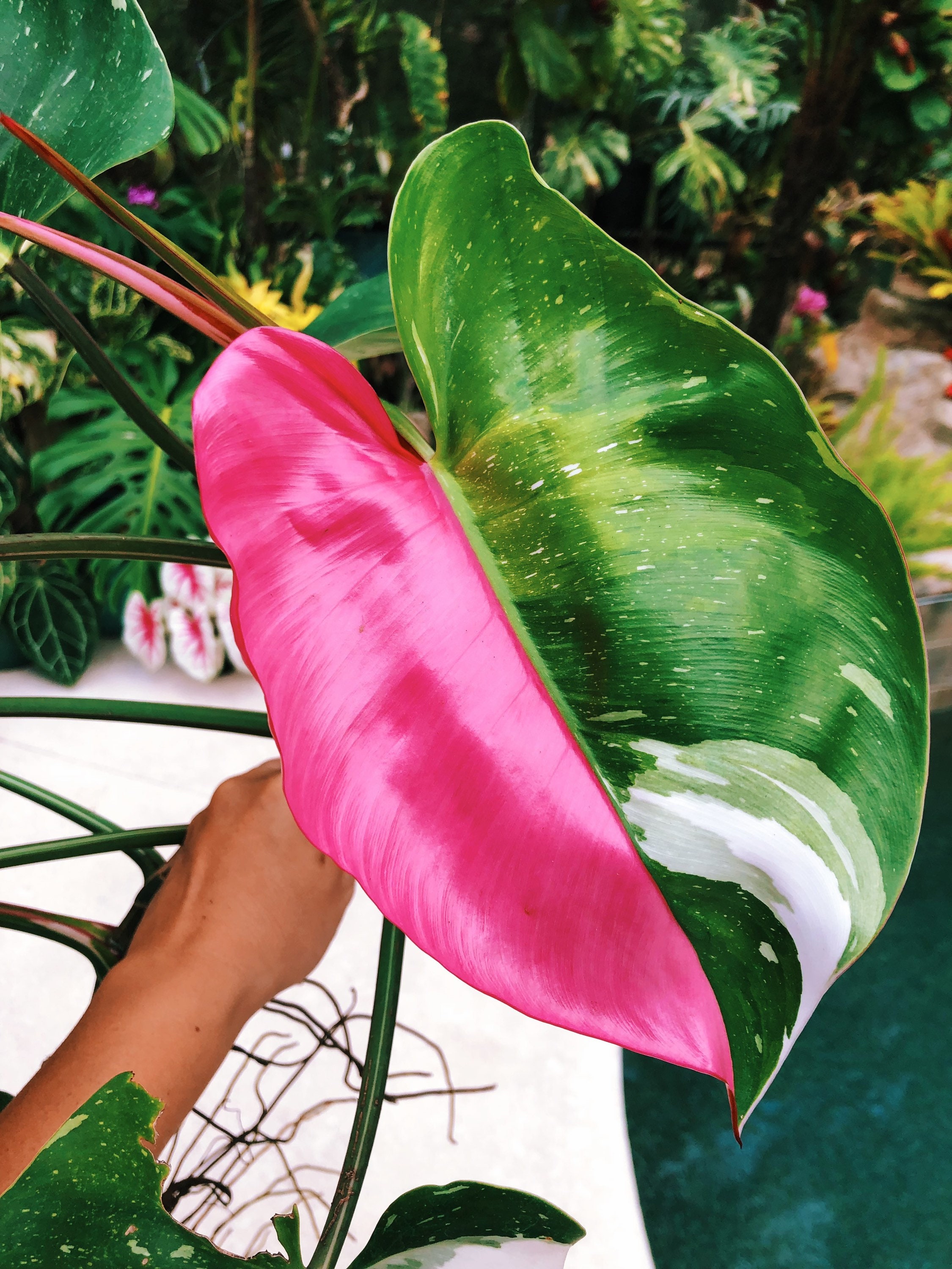 philodendron sword 4