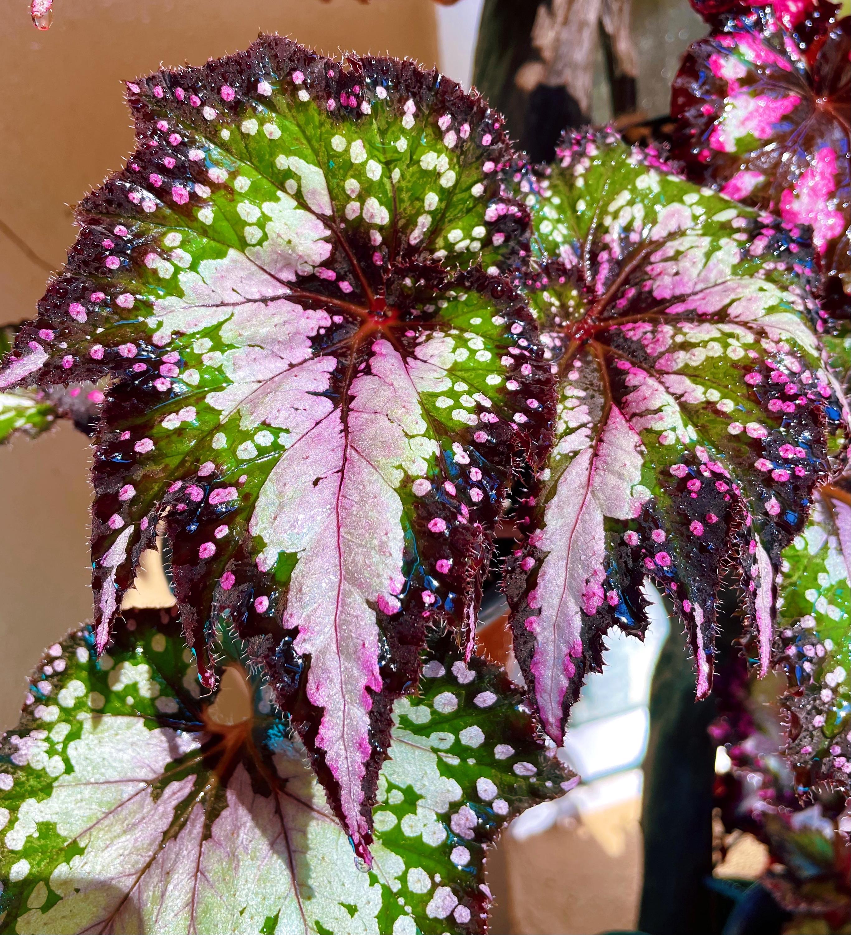 RARE Rex Begonia 'harmony's Paparazzi' Pink Swirl Live House
