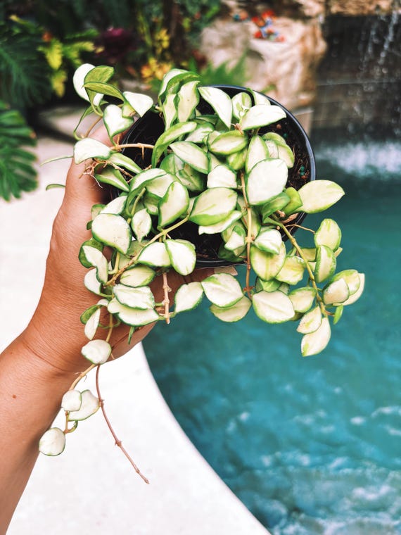 Hoya Heuschkeliana Inner Variegated Trailing Full Potted House