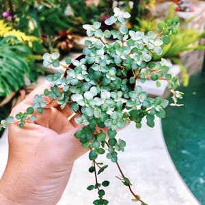 Baby Tears Blue Pilea Glauca Aquamarine 2” potted house plant gift trailing creeping terrarium vivarium