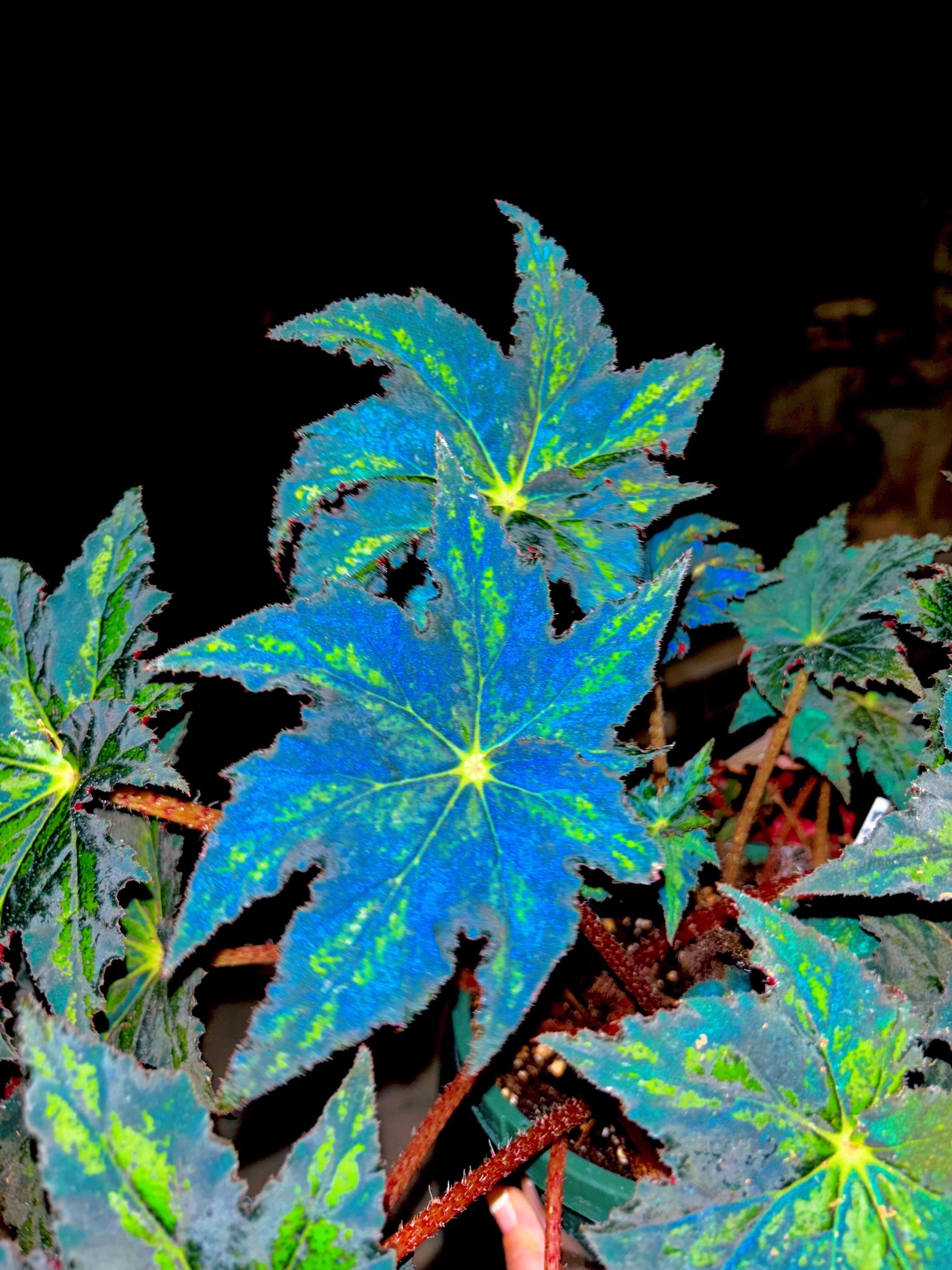 RARE Rex Begonia U578 Blue Iridescent Shimmer Live House Starter