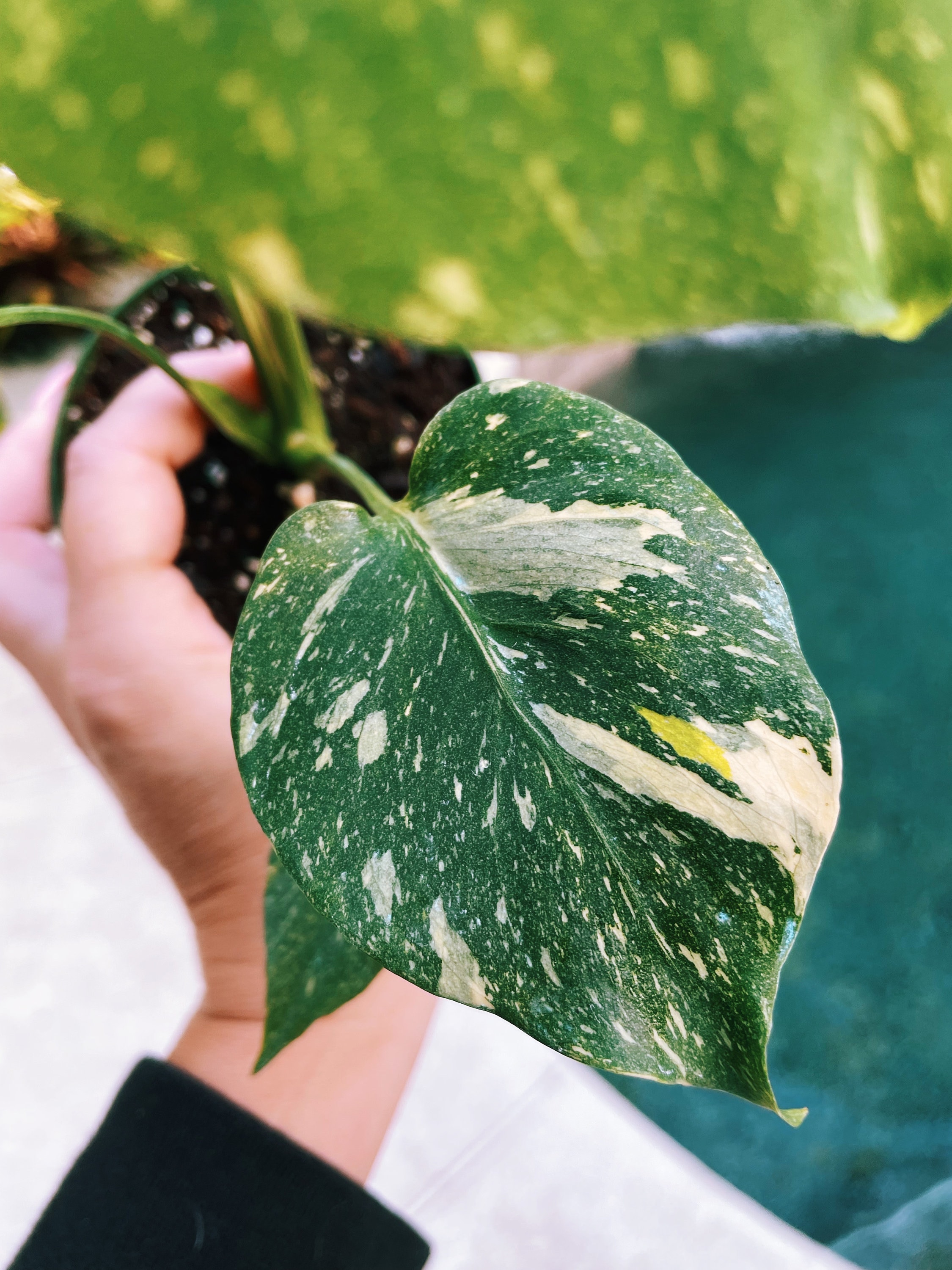 Ultra Rare Yellow Tricolor Miracle Sport Variegated Monstera Thai  Constellation Galaxy Marble Milky Way Sport 4 Potted Plant 52-7 - Etsy