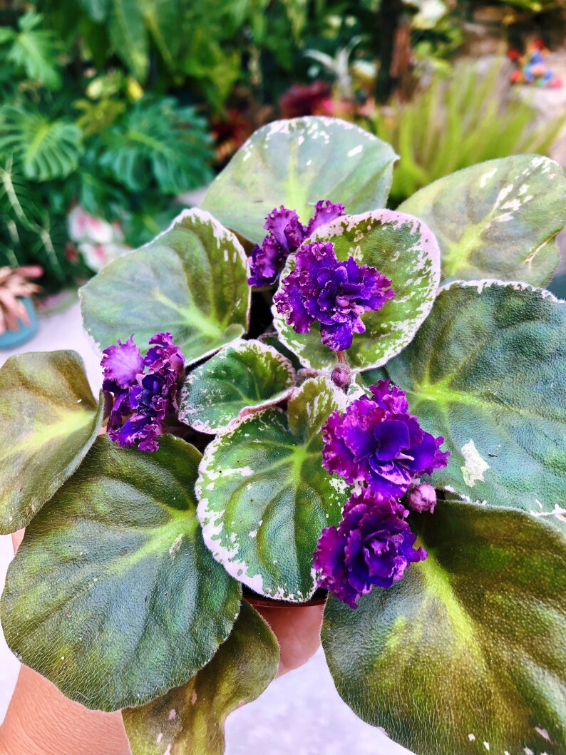 Live House Plant Variegated Bloom African Violet lyons Etsy