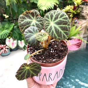 Rare Begonia Klemmei formerly U606 Live House Plant Potted terrarium vivarium 4 gift image 5