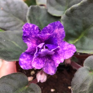 Live house plant African Violet Harmony’s ‘Cajun’s Blueberry Hill’ fantasy garden 4” Potted gift