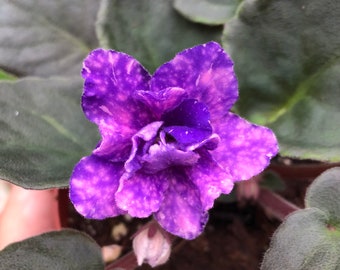 Live house plant African Violet Harmony’s ‘Cajun’s Blueberry Hill’ fantasy garden 4” Potted gift