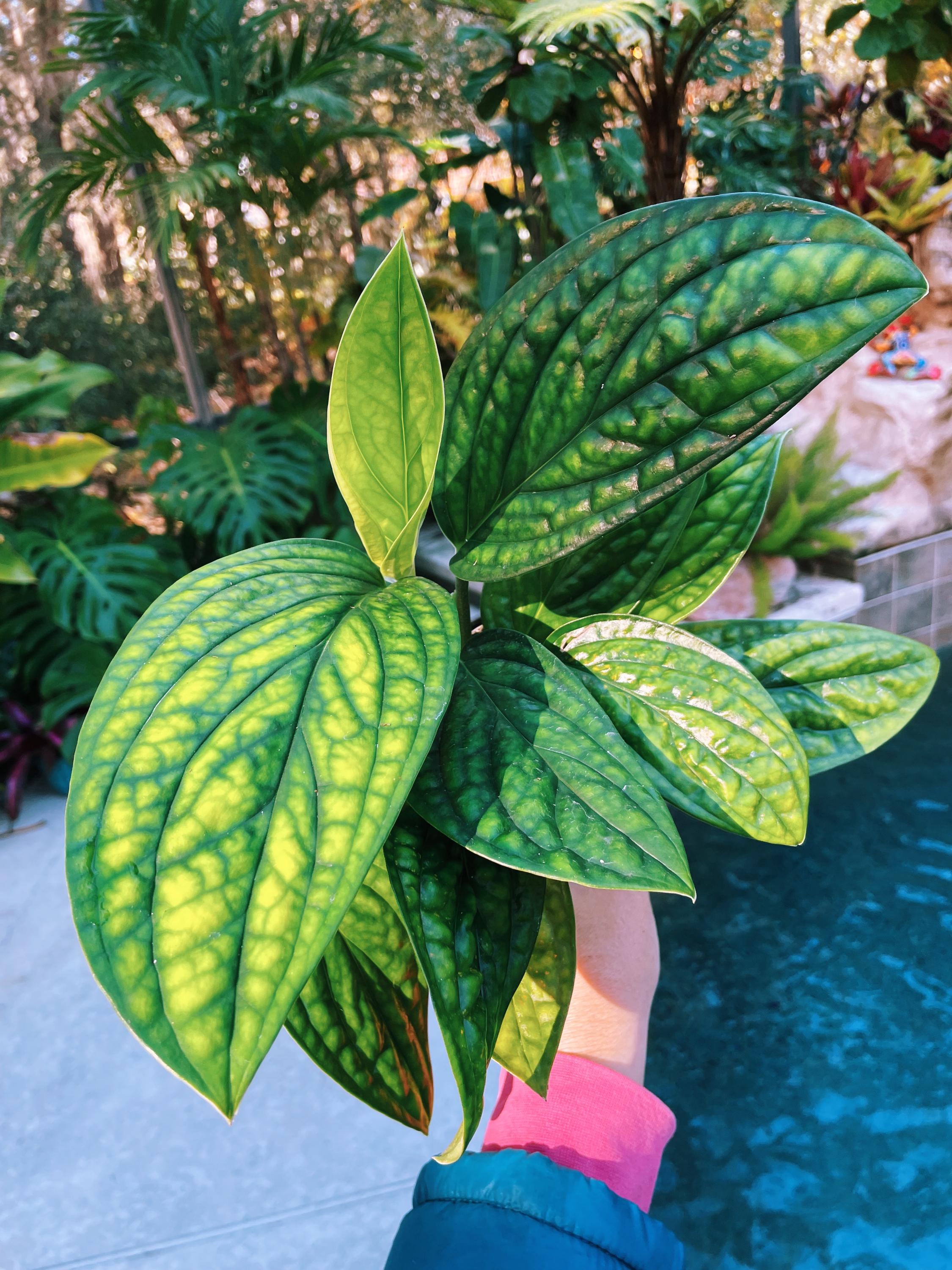 Monstera Karstenianum Peru Aroid 4” Potted Climbing Live House