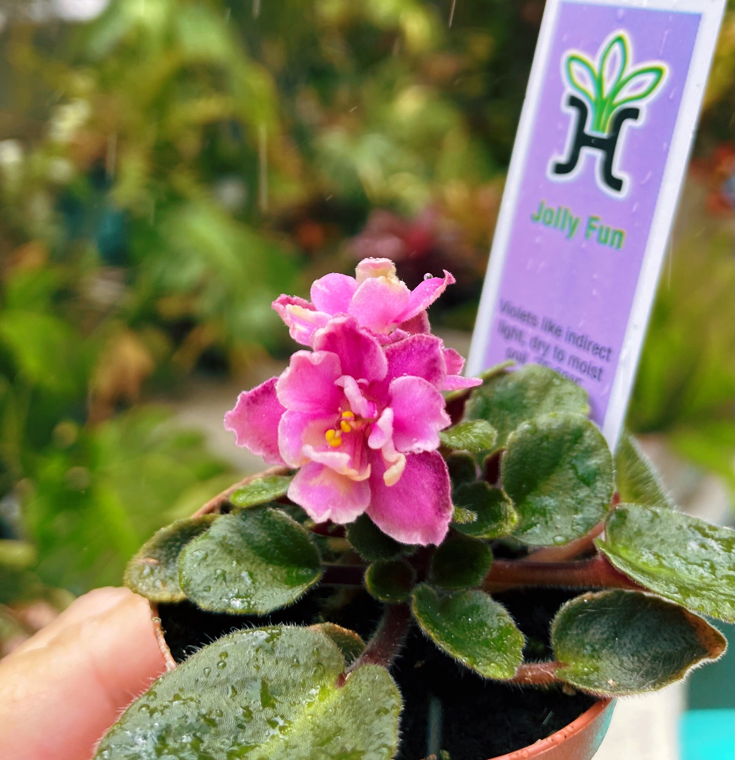 billlie ZAP ミニレコード　ラッキードロー　ハルナ Mini Miniature African Violet 'jolly Fun' 2” Pink Bloom Potted