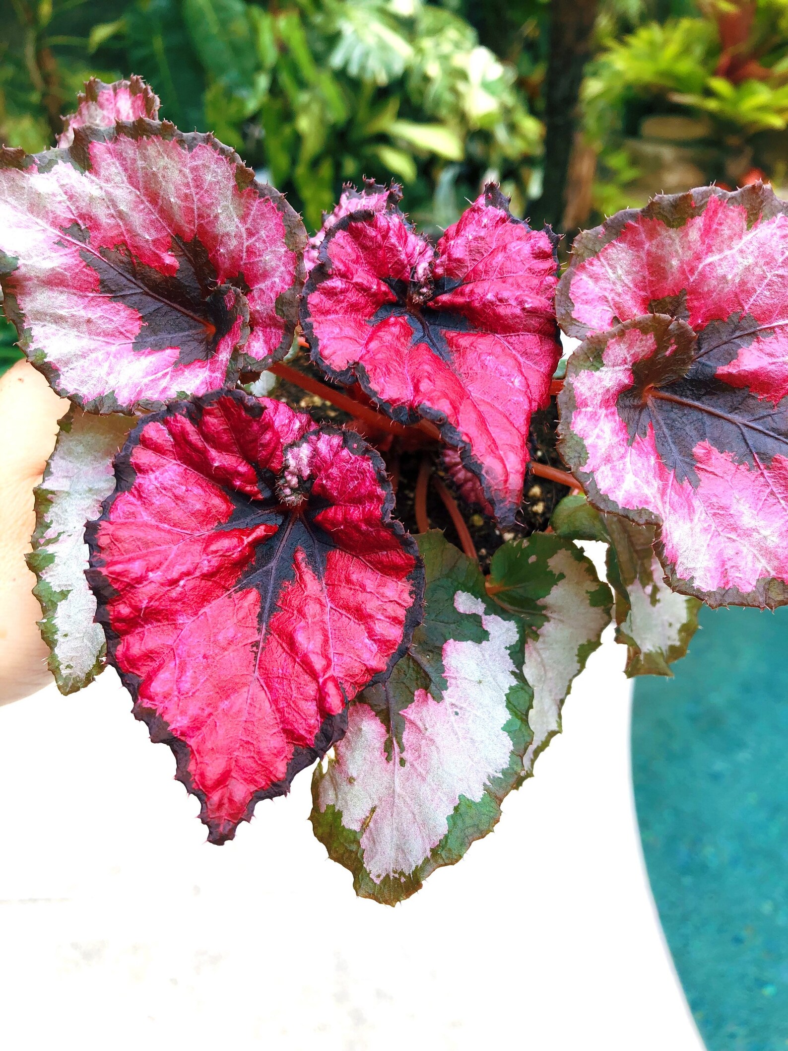 RARE Rex Begonia New harmonys Cherry Blossom Hybrid Pink | Etsy