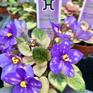 Miniature Harmony’s African Violet Variegated ‘Rob’s Hallucination’ 2” Potted house plant flower gift pixie mini