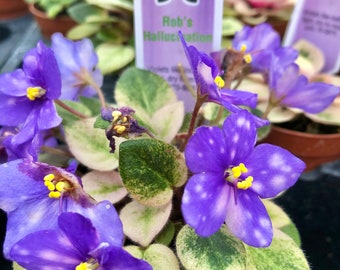 Miniature Harmony’s African Violet Variegated ‘Rob’s Hallucination’ 2” Potted house plant flower gift pixie mini