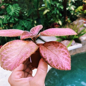 Episcia Strawberry Mist African Flame Violet pink metallic velvet pixie garden 2 Potted image 3