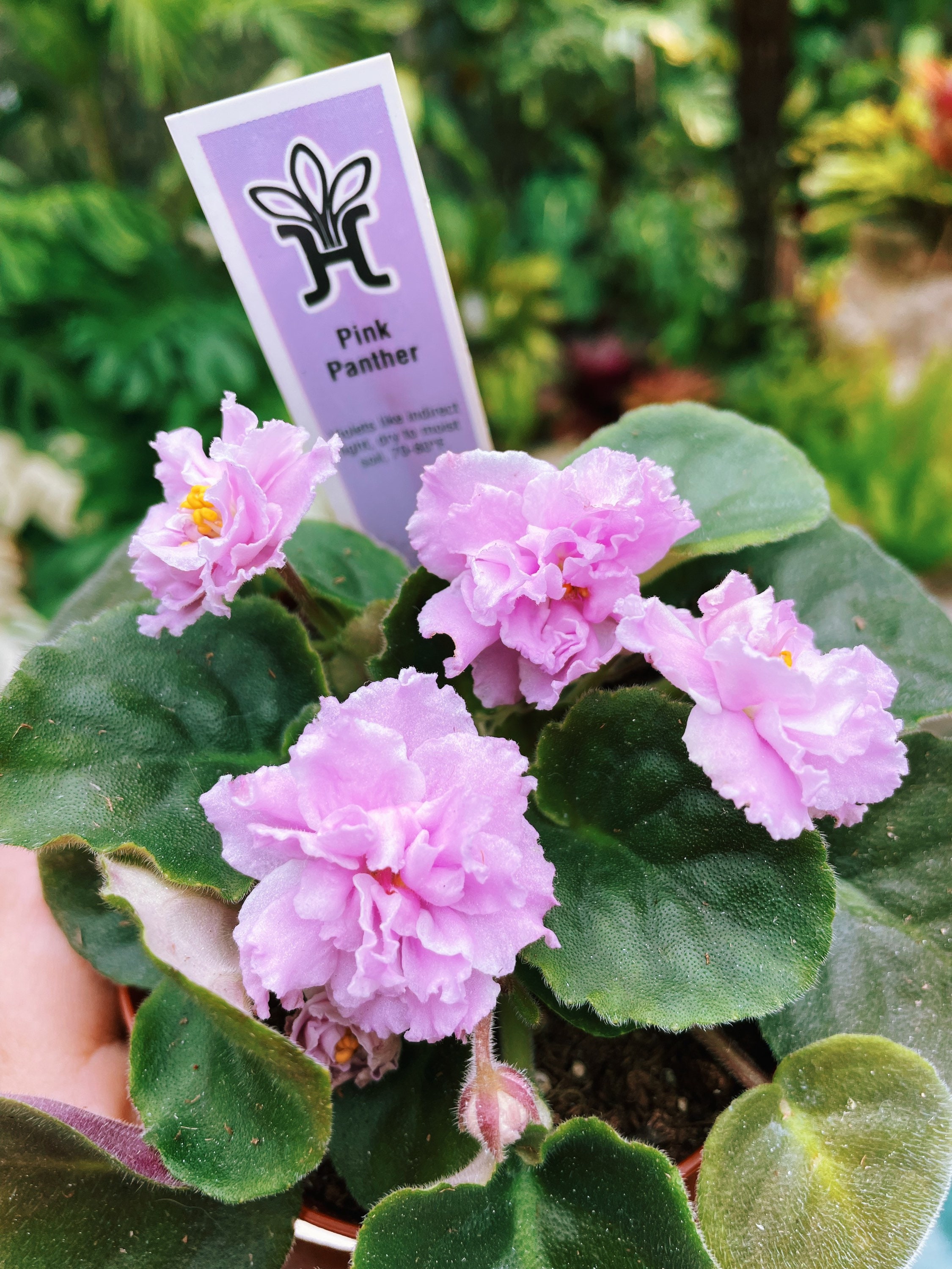 Live House Plant Bloom Harmony's African Violet 'pink Panther
