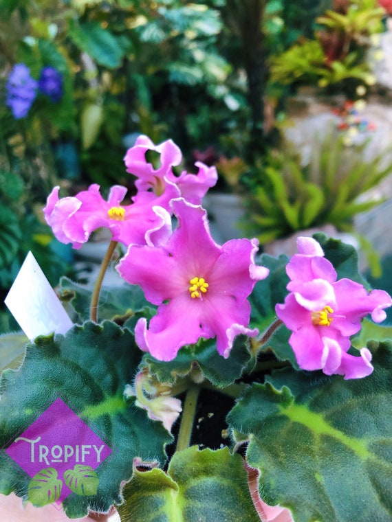 Live House Plant Pink Harmony's African Violet 'RM Pink Curls