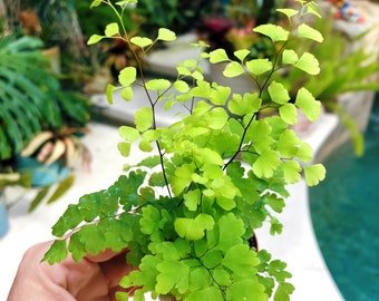 Adiantum Aethiopicum Maidenhair Fern Terrarium Live House Starter Plant Potted 2” gift