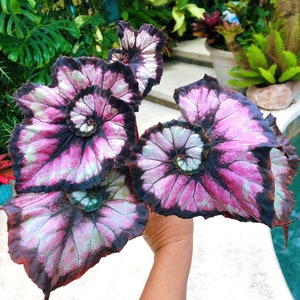 Begonia Rex ‘Harmony’s Double Vision’ Pink Swirl Escargot Live House Starter Plant Potted 4” gift