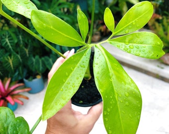 Philodendron Goeldii Leaf Aroid Potted 4” House Plant