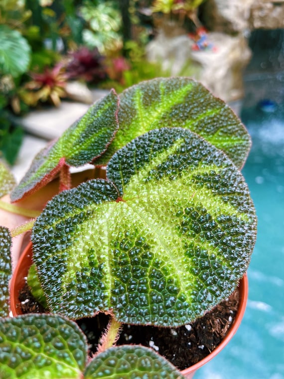 RARE Begonia Soli Mutata Variegated Live House Plant Potted