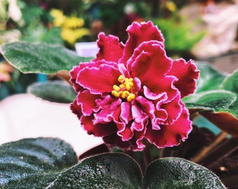 Live house plant large double bloom Harmony’s African Violet ‘Secret Rendezvous’ garden 4” pot flower Potted gift