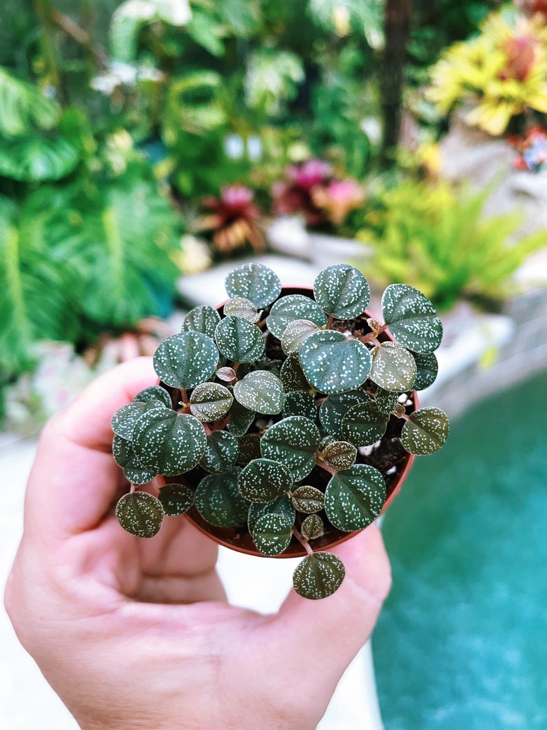 Peperomia Antoniana Live House Plant 2 Potted Gift Etsy