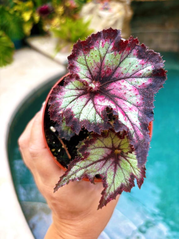 New Release! Rex Begonia 'harmony's the Joker' Swirl Escargot Live