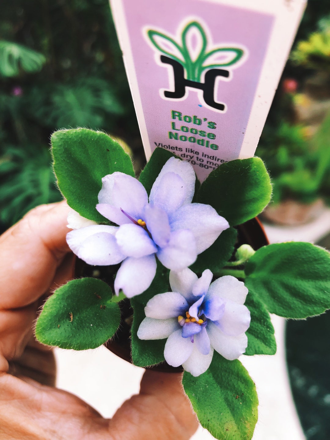 Miniature Rare Mini African Violet 'rob's Loose Noodle' 2” Potted