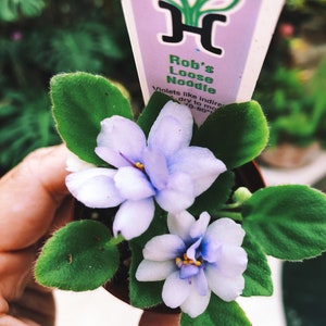 Miniature rare mini African Violet  ‘Rob’s Loose Noodle’ 2” Potted house plant flower gift pixie