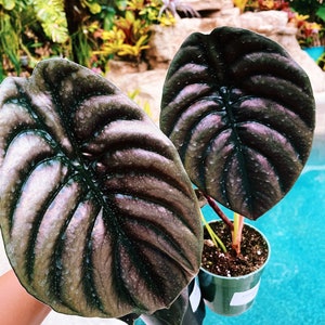 Alocasia Cuprea Jewel Elephant Ear Tropical House Plant Aroid 4” pot