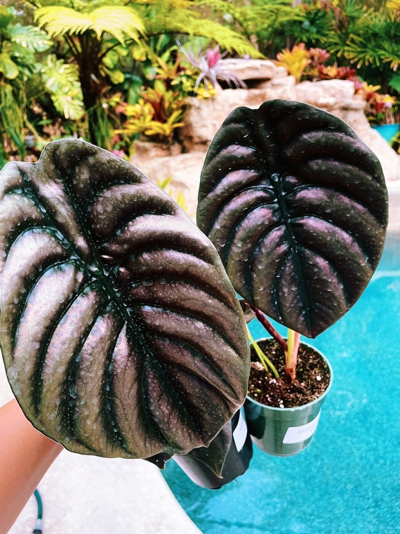 Alocasia Cuprea Jewel Elephant Ear Tropical House Plant Aroid 4 Pot - Etsy