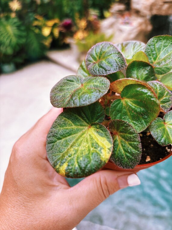 3」レア Begonia Maculata Variegated ベゴニア マクラータ 斑入り